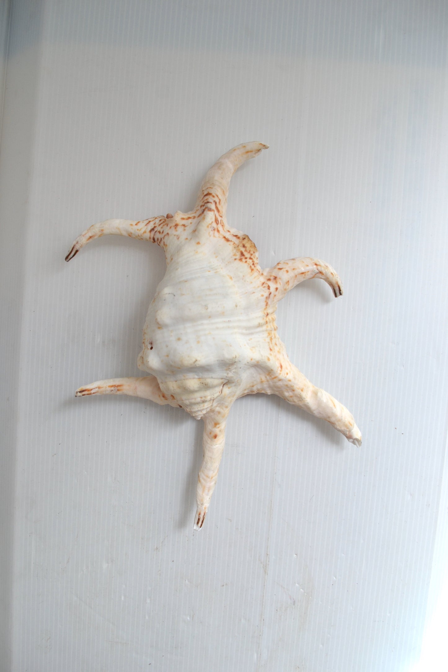 Coquillage Harpago