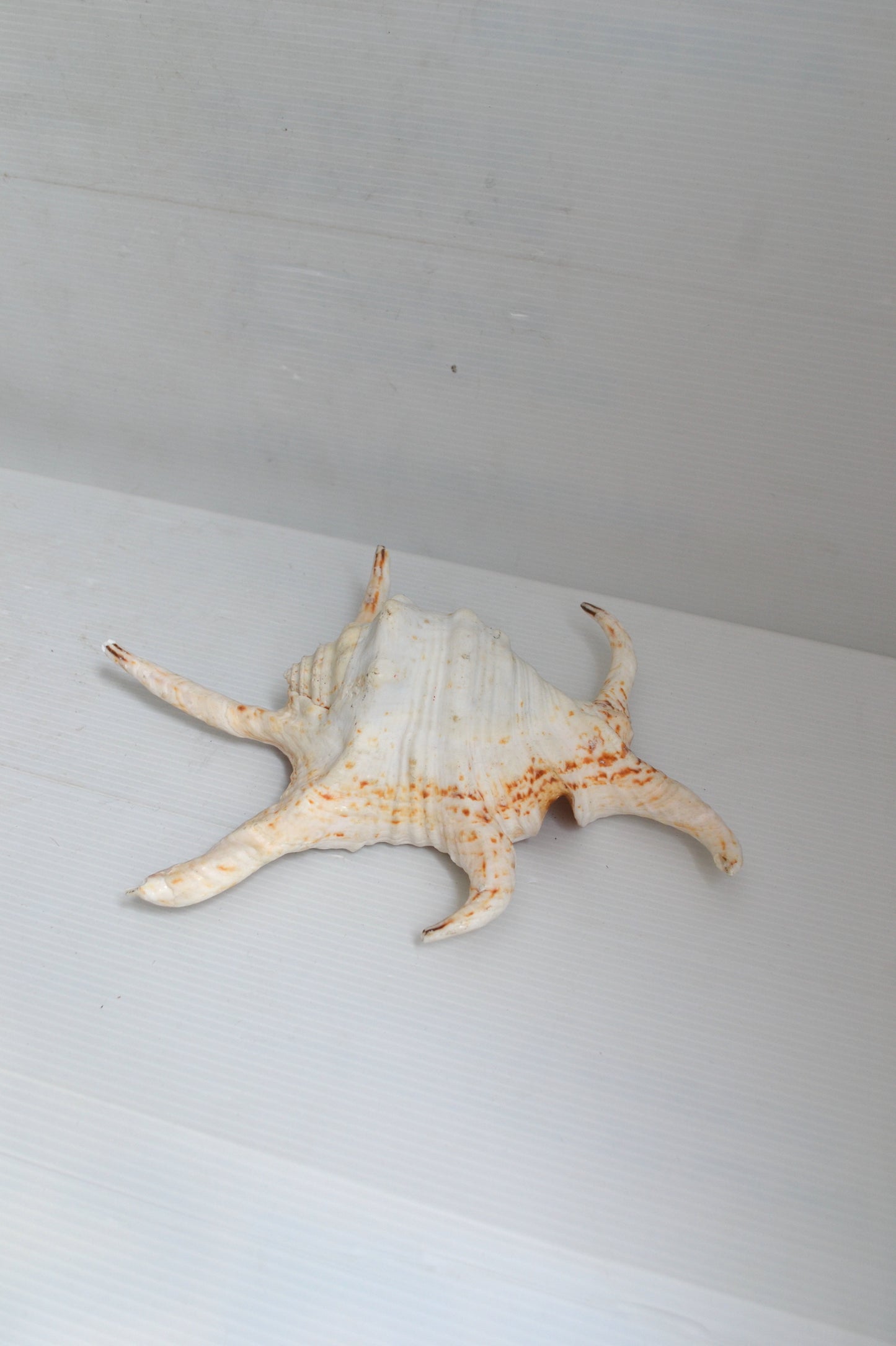 Coquillage Harpago