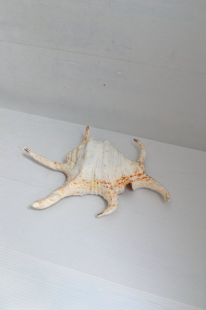 Coquillage Harpago