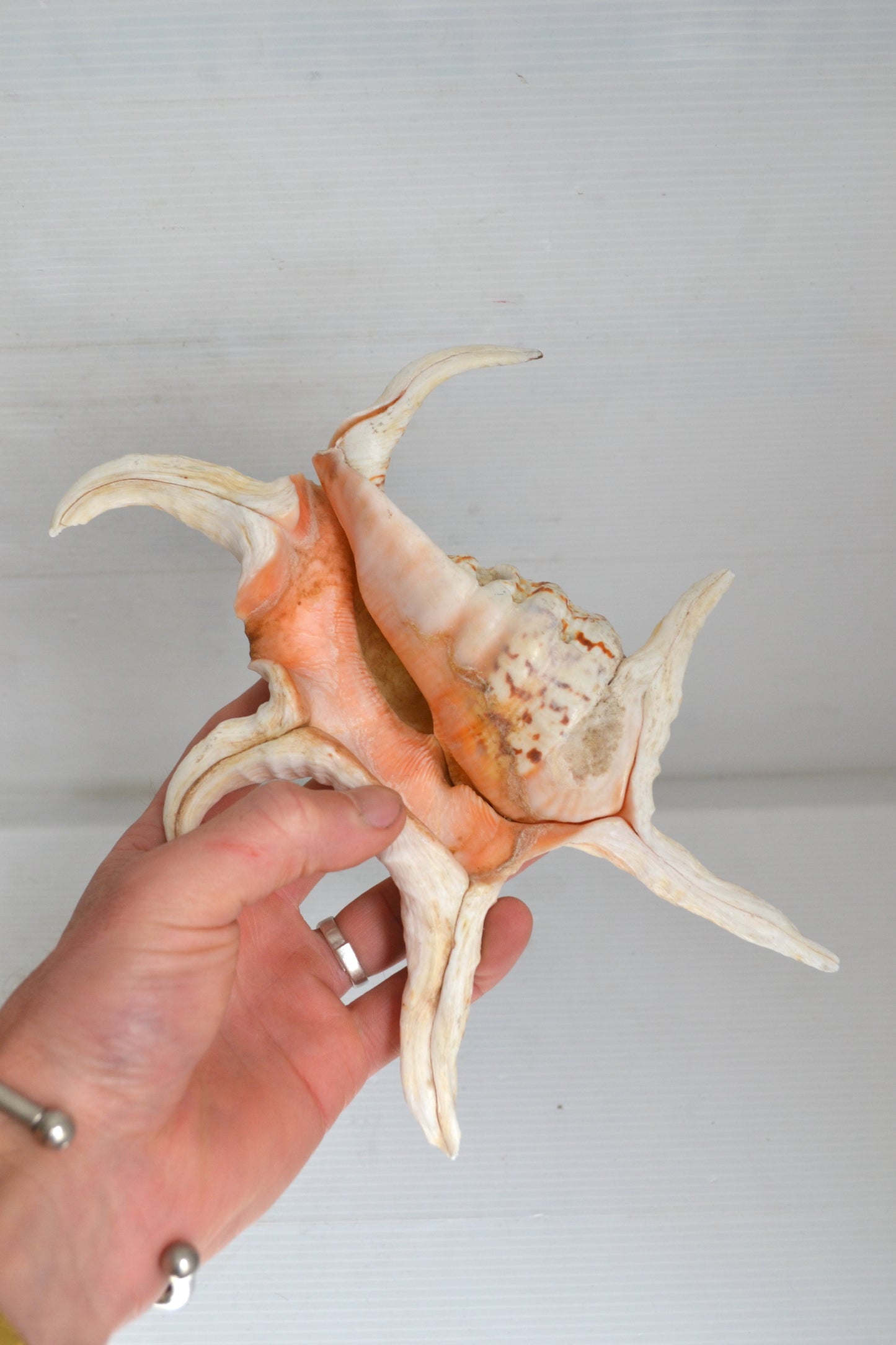 Coquillage Harpago