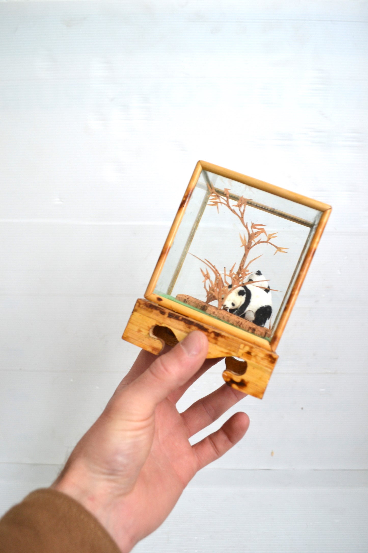 Vitrine Pandas