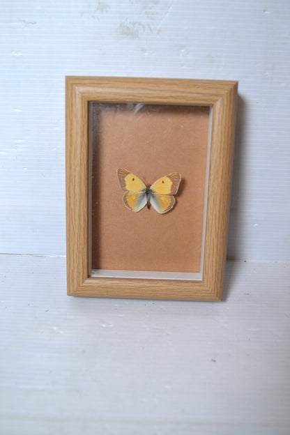 Cadre papillon naturalisé