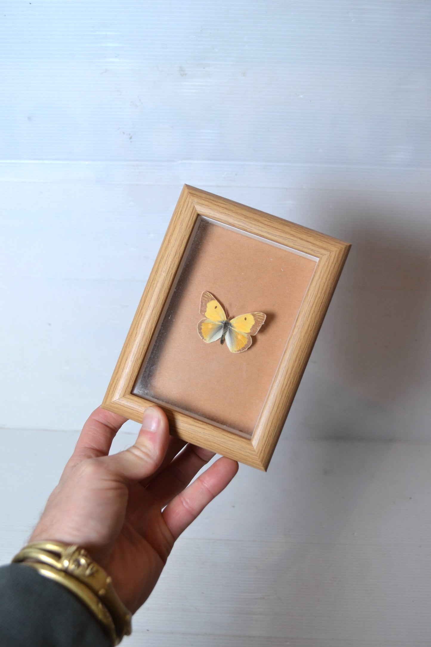 Cadre papillon naturalisé