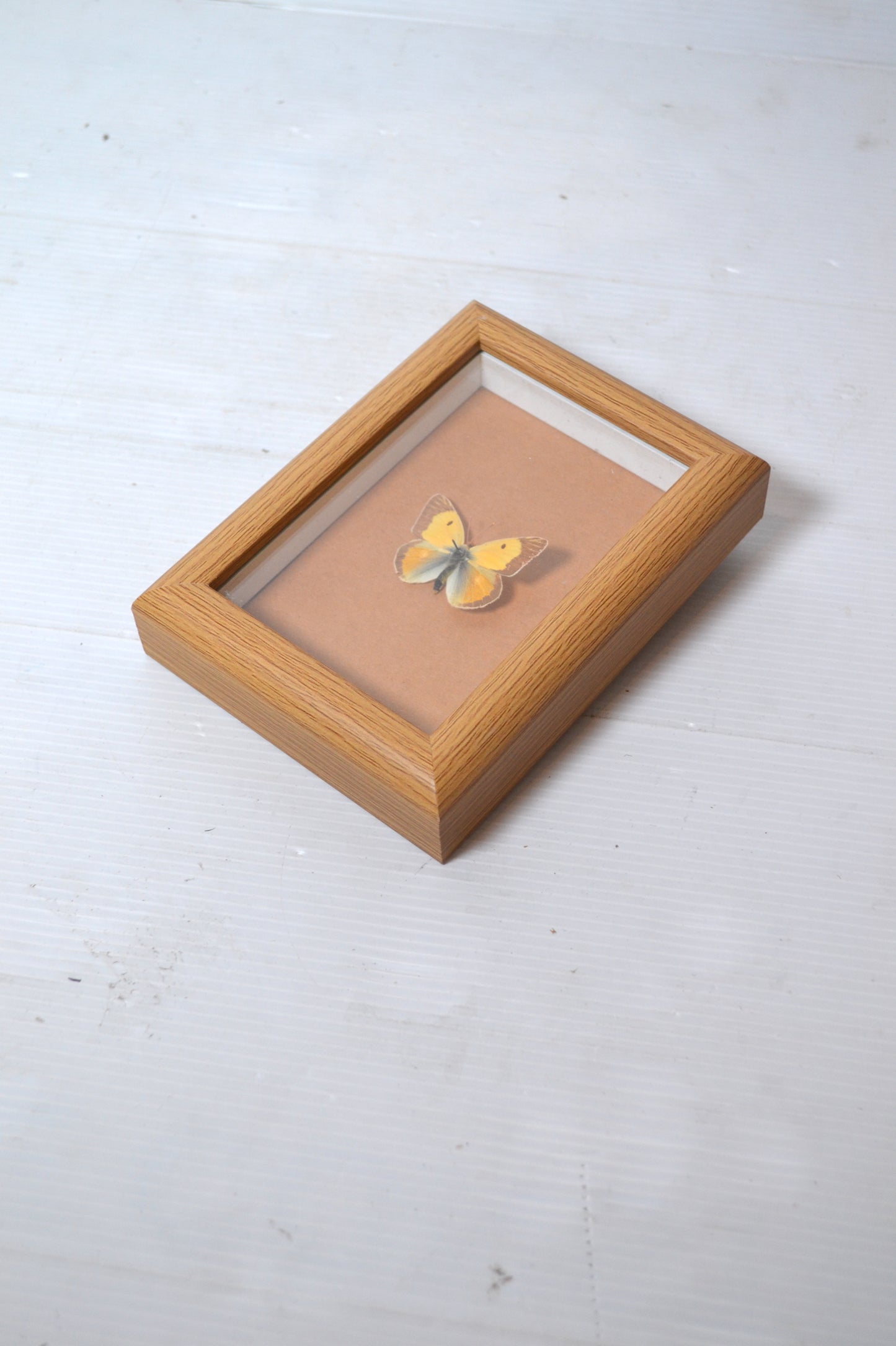 Cadre papillon naturalisé