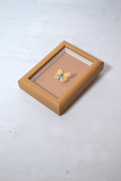 Cadre papillon naturalisé