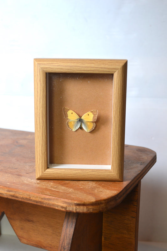 Cadre papillon naturalisé