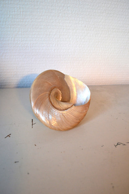Coquillage Nacré