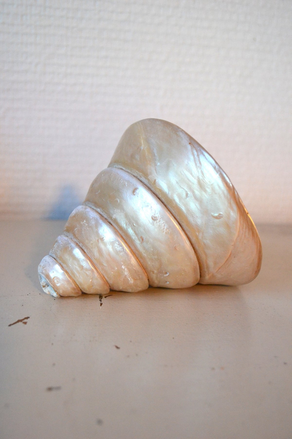 Coquillage Nacré