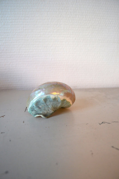 Coquillage Nacré