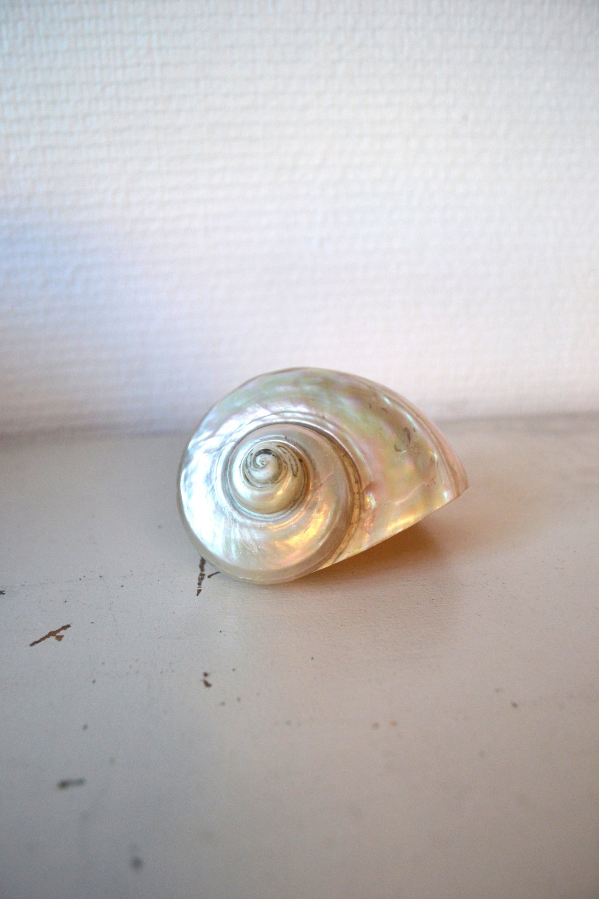 Coquillage Nacré