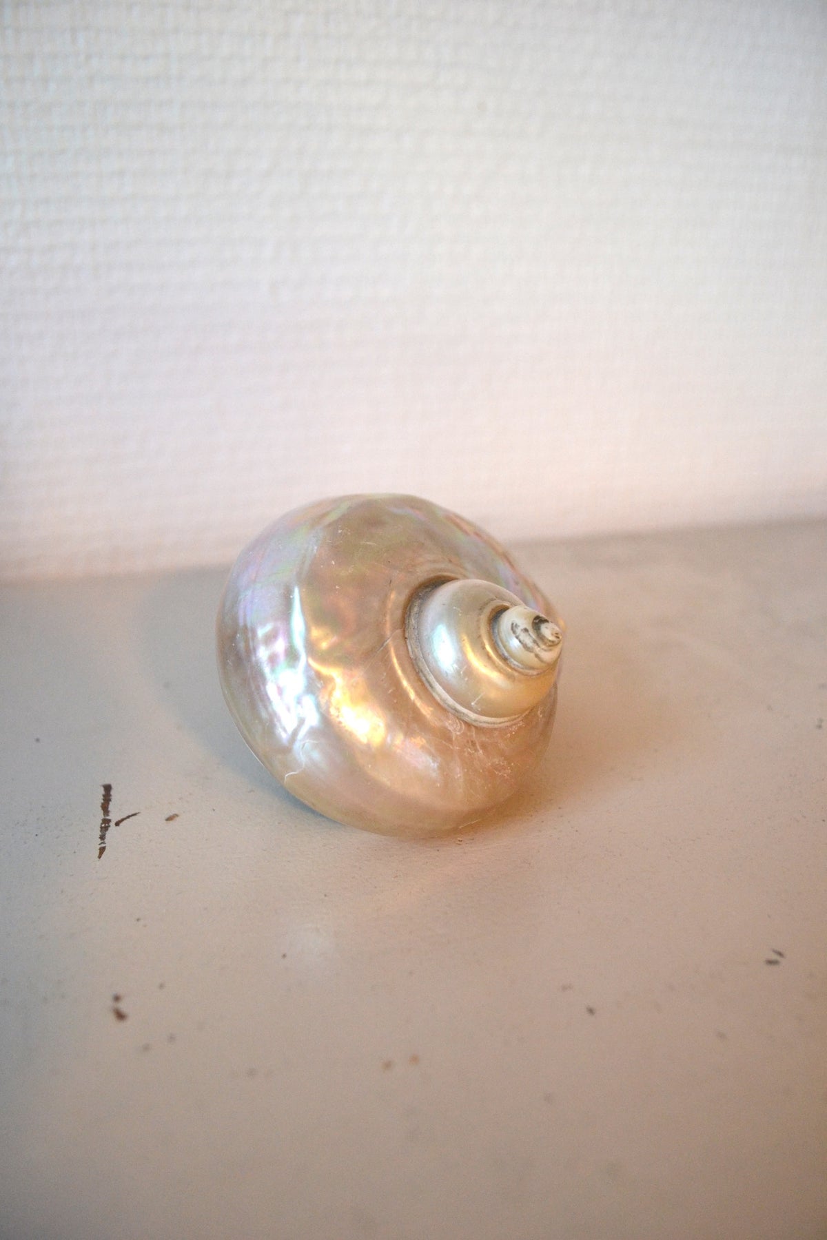Coquillage Nacré