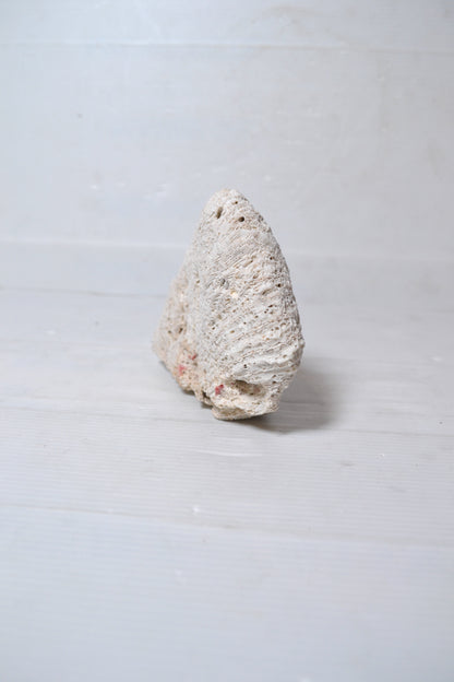 Corail Blanc