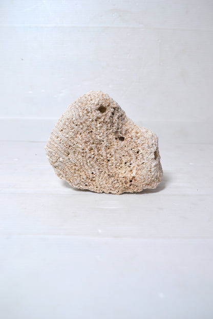Corail Blanc