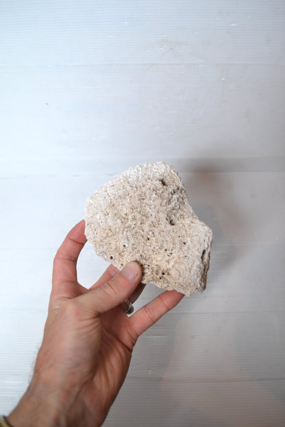 Corail Blanc