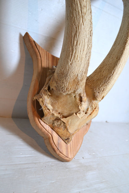 Trophée