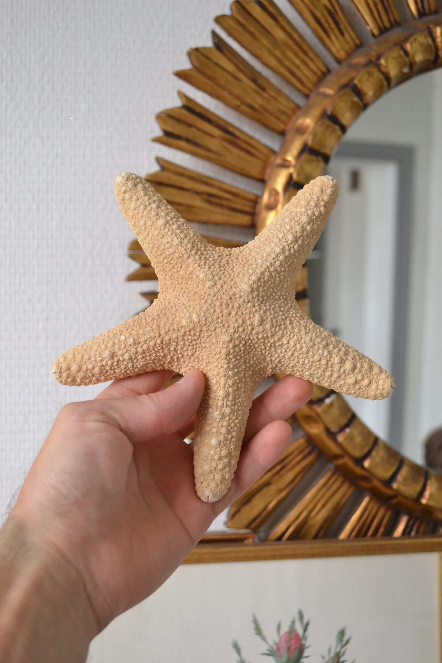 Étoile de mer