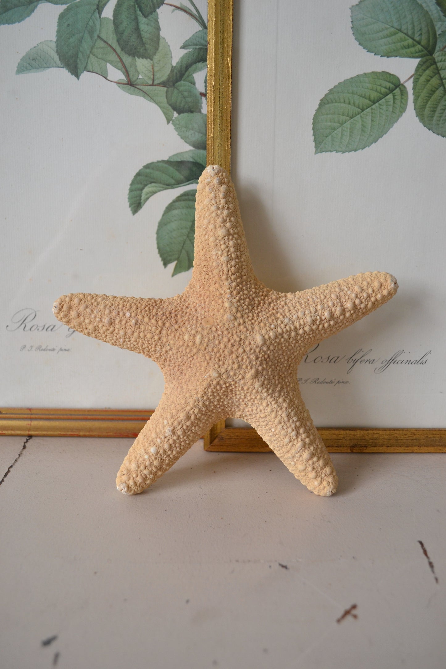 Étoile de mer