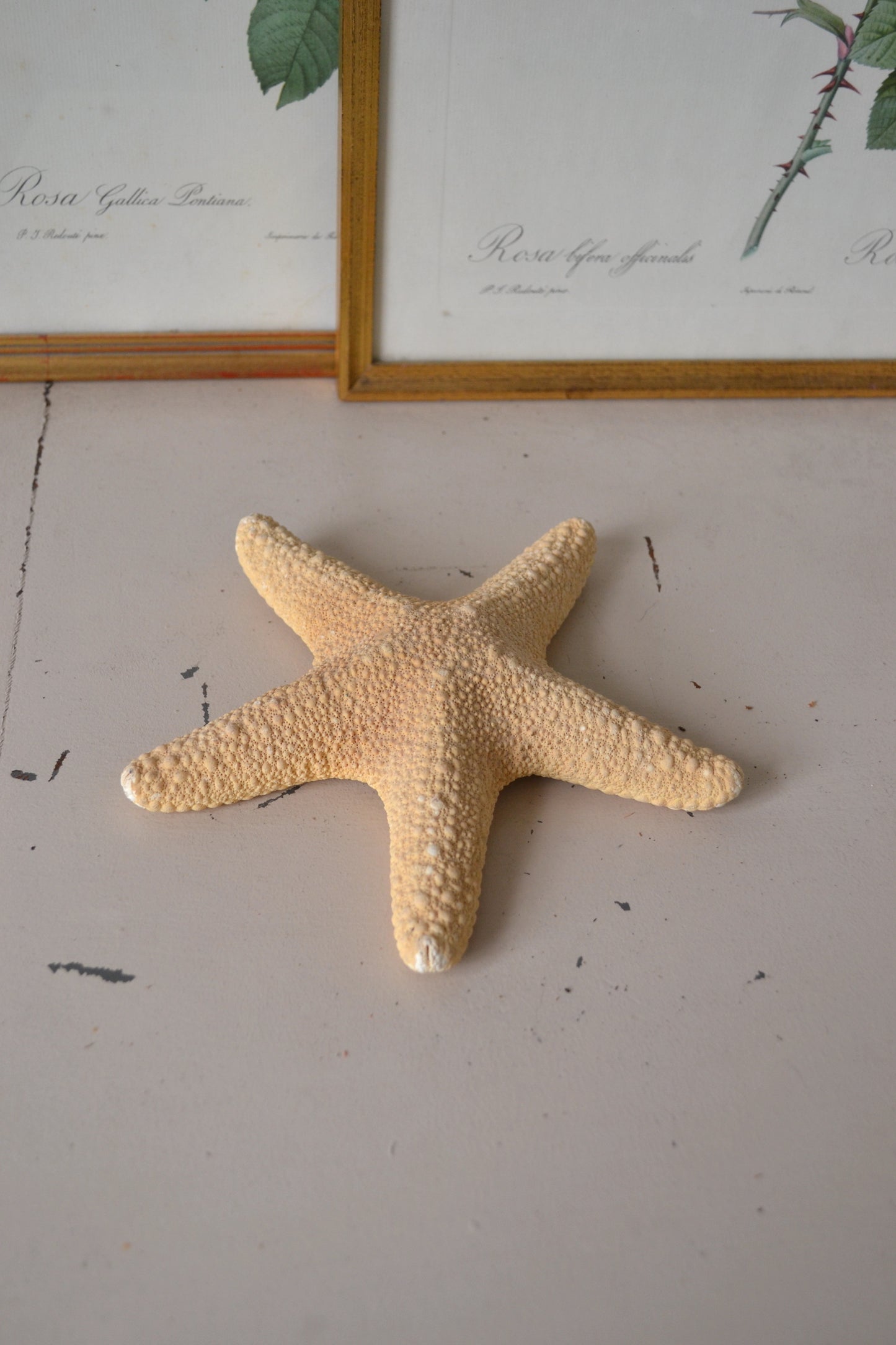 Étoile de mer