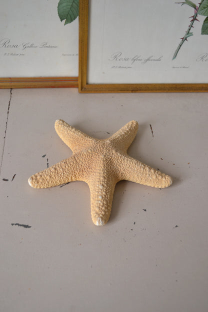 Étoile de mer