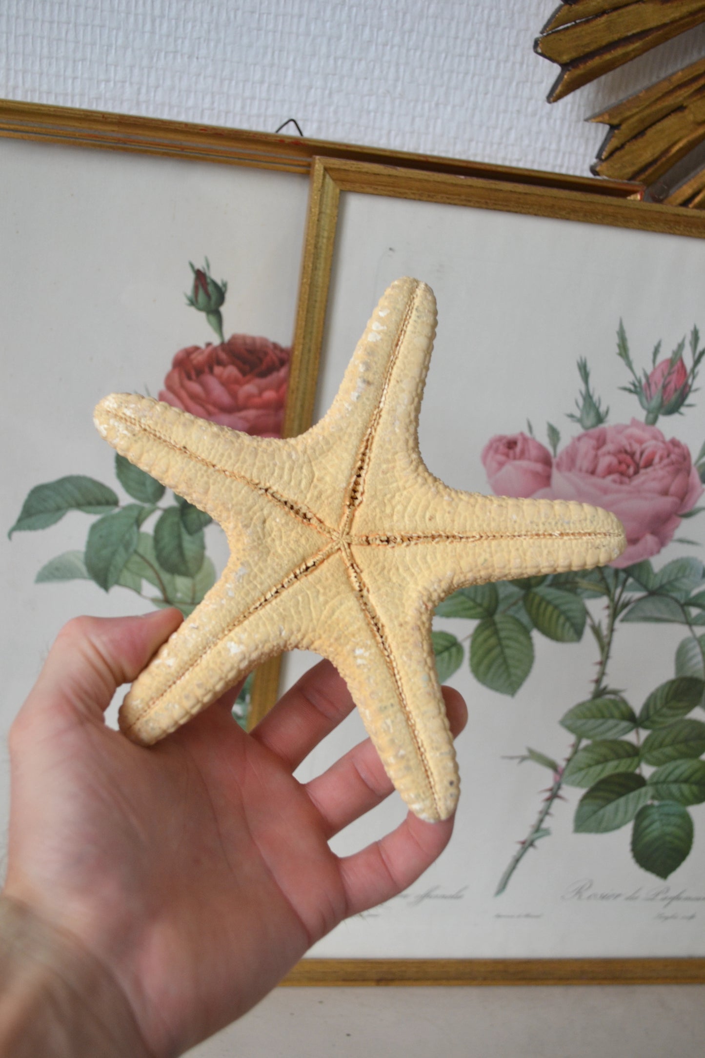 Étoile de mer