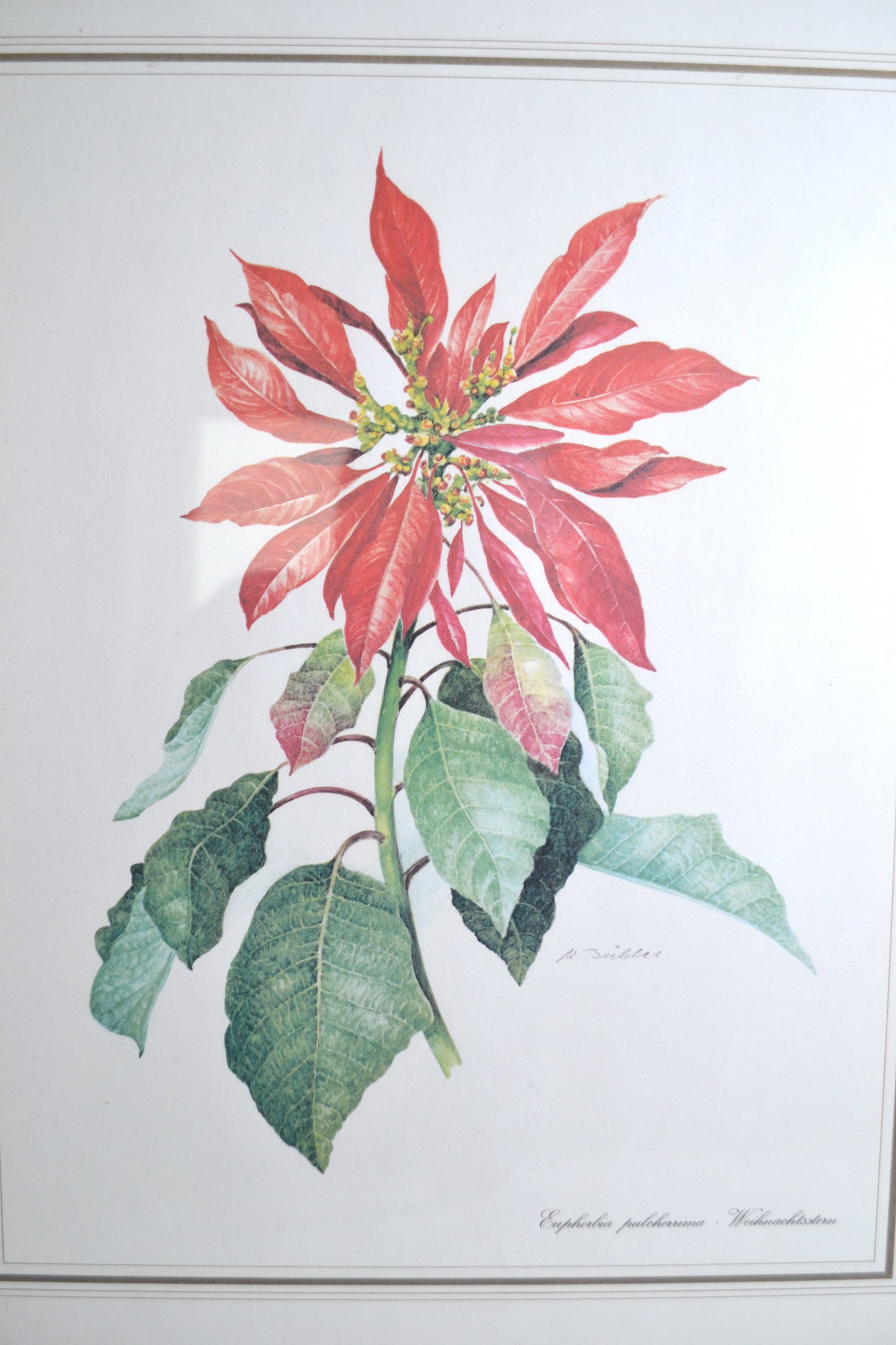 Cadre botanique Poinsettia