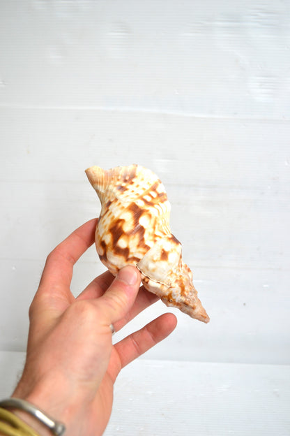 Coquillage spirale