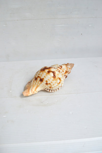 Coquillage spirale