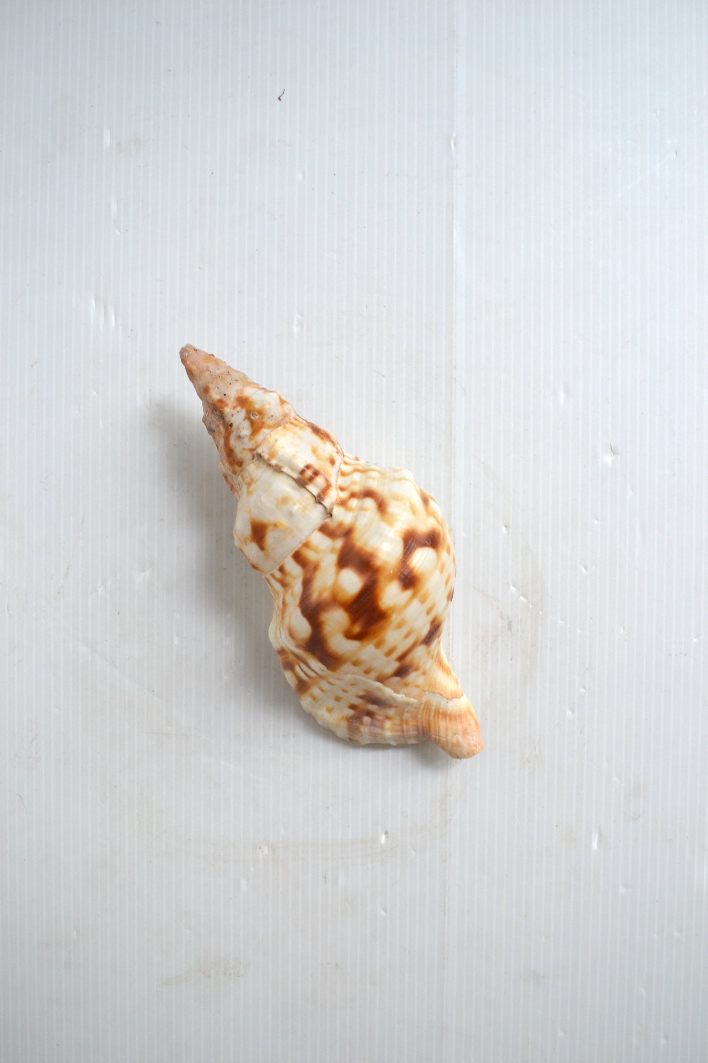 Coquillage spirale