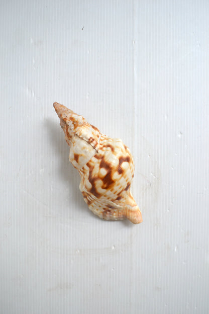 Coquillage spirale