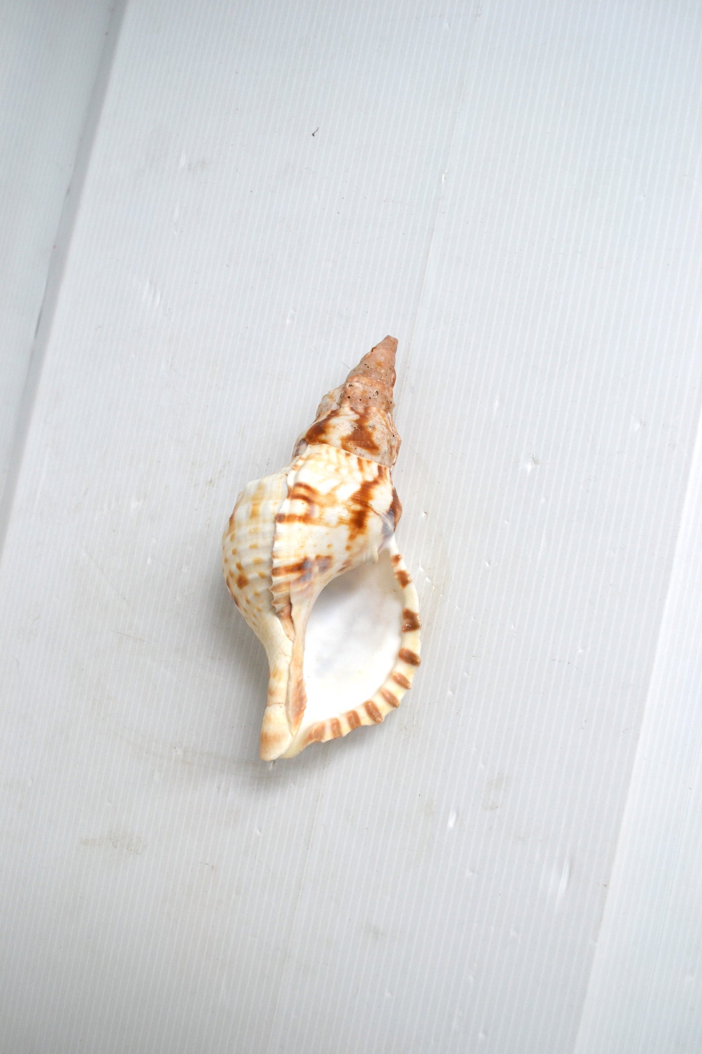 Coquillage spirale