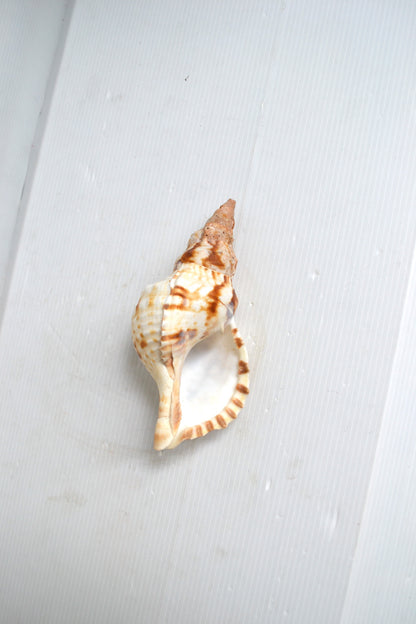 Coquillage spirale