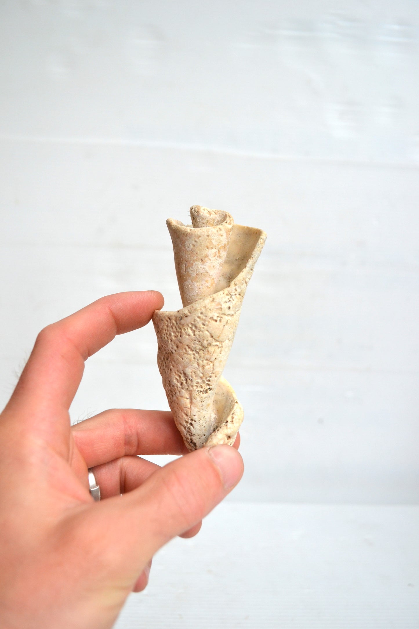Fossile coquillage