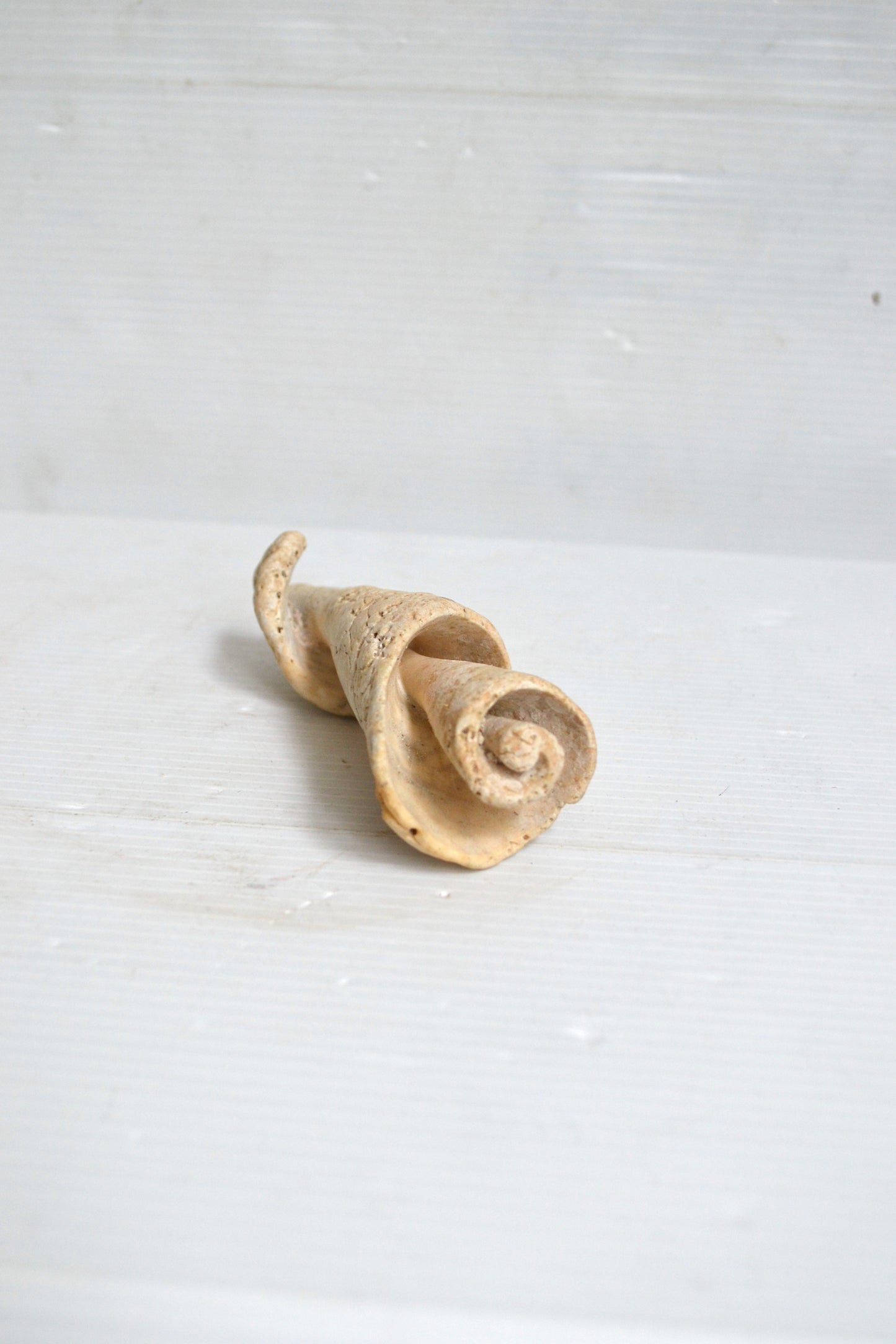 Fossile coquillage
