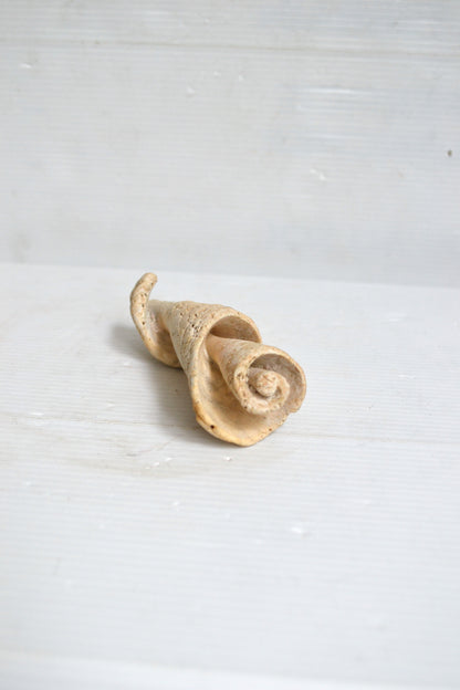 Fossile coquillage