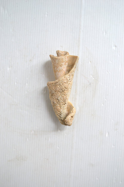 Fossile coquillage