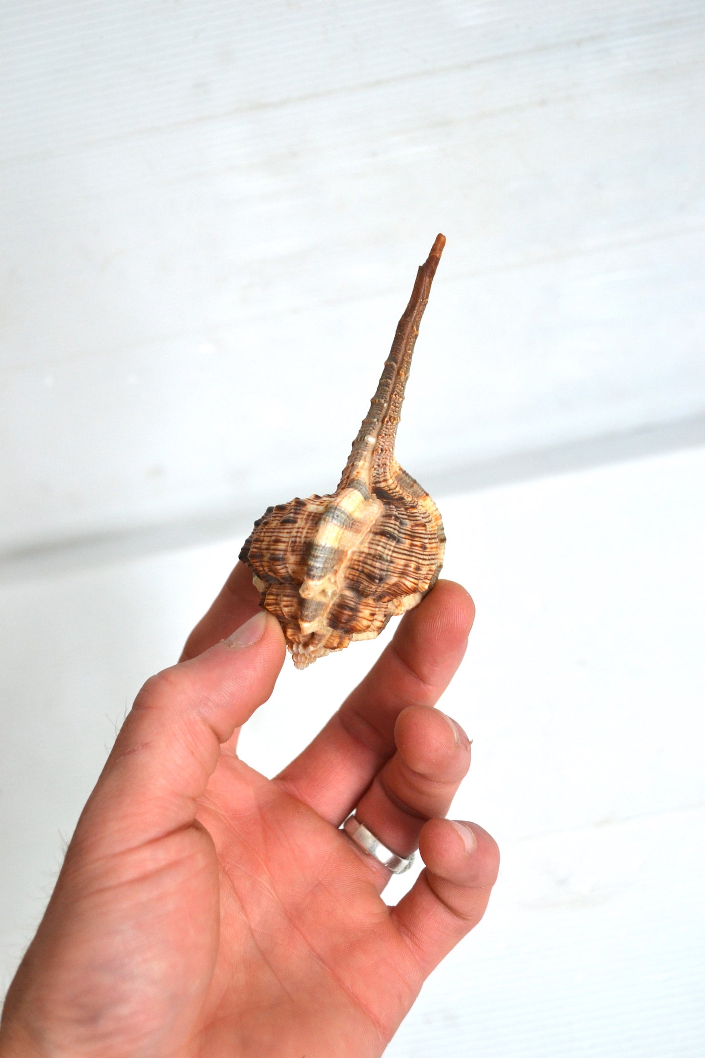 Coquillage Haustellum