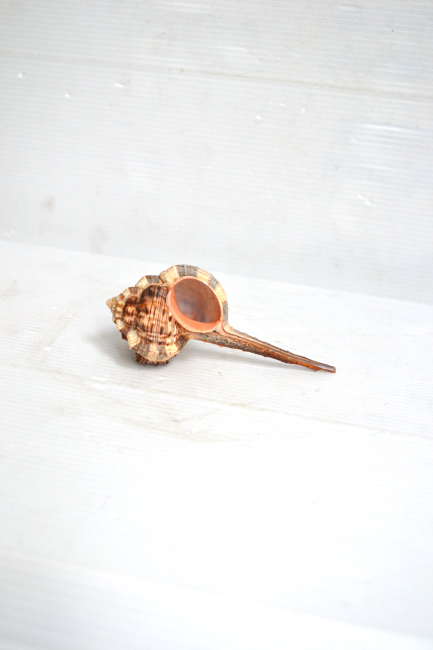 Coquillage Haustellum