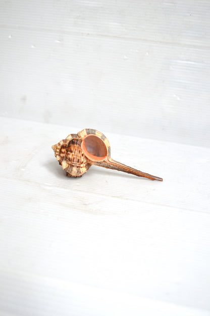 Coquillage Haustellum