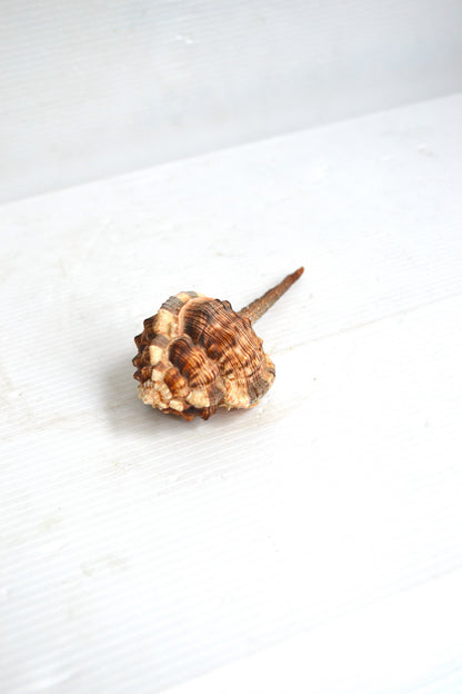 Coquillage Haustellum