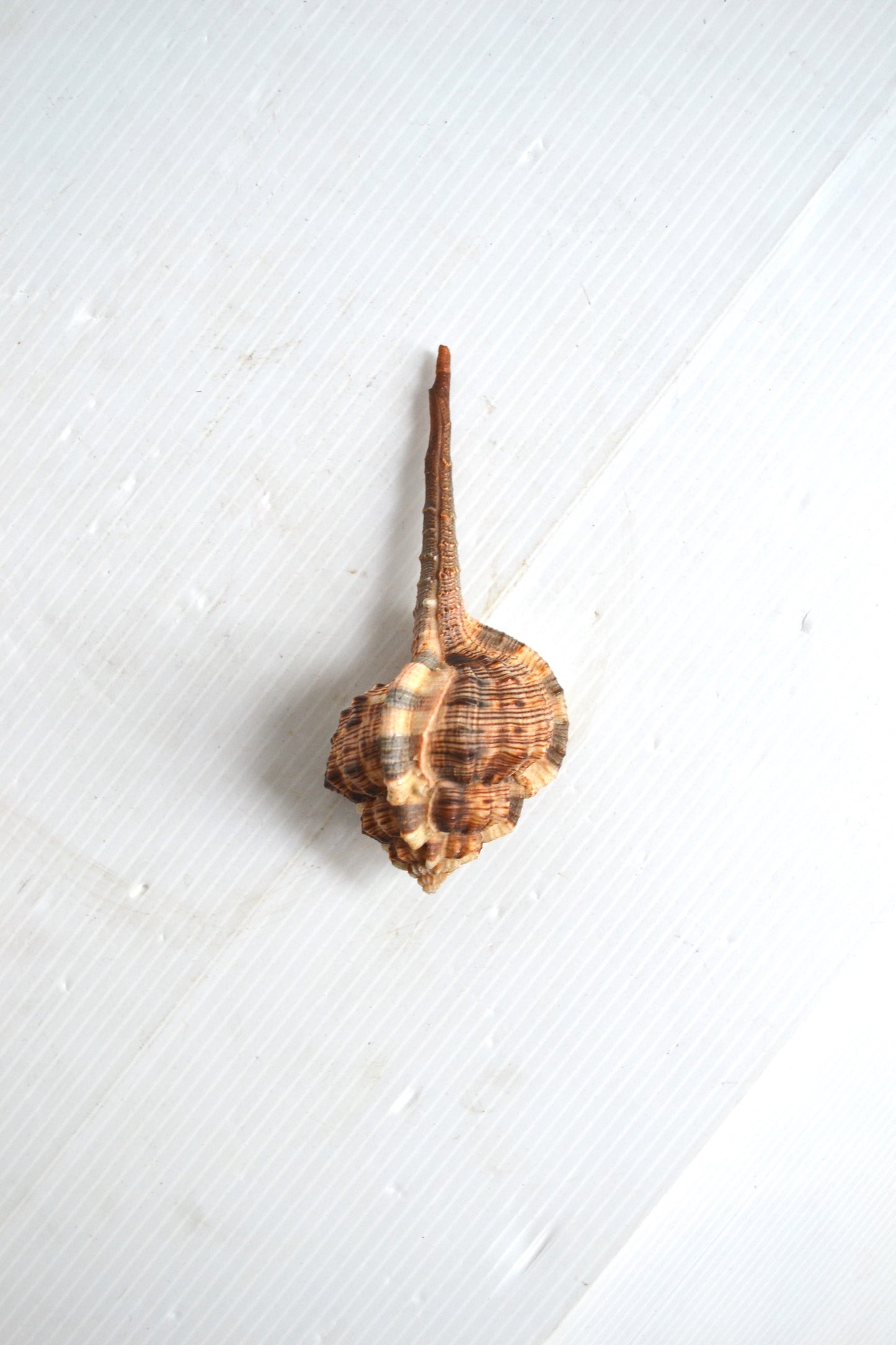 Coquillage Haustellum