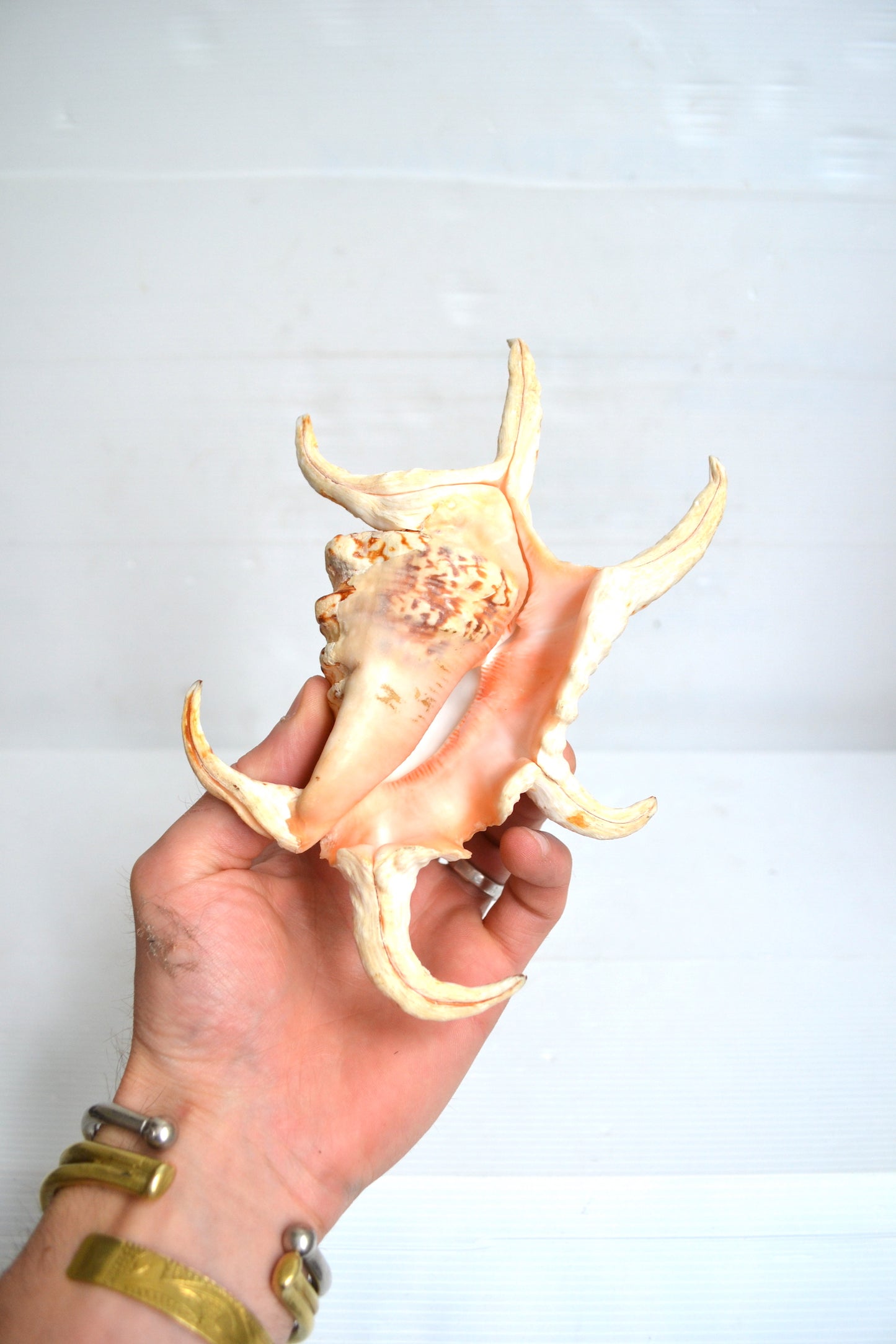 Coquillage Harpago