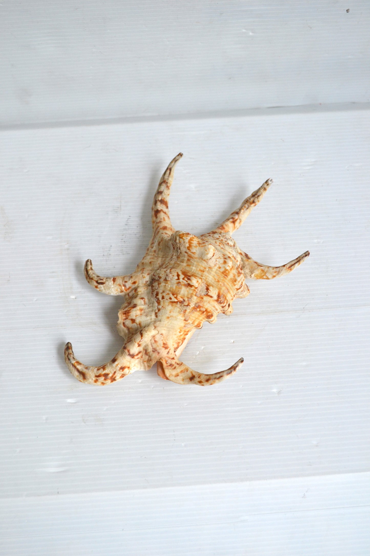 Coquillage Harpago