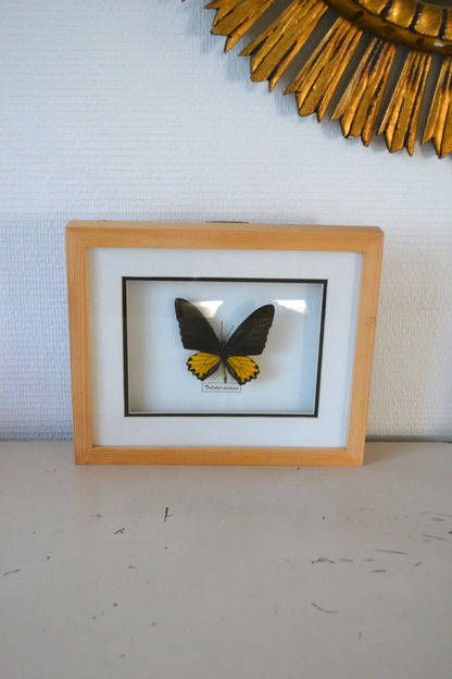 Cadre Papillon