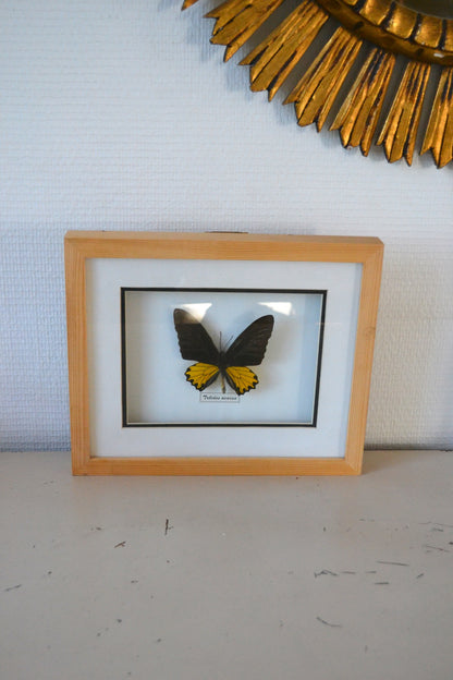 Cadre Papillon
