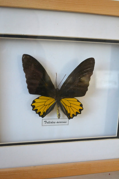 Cadre Papillon