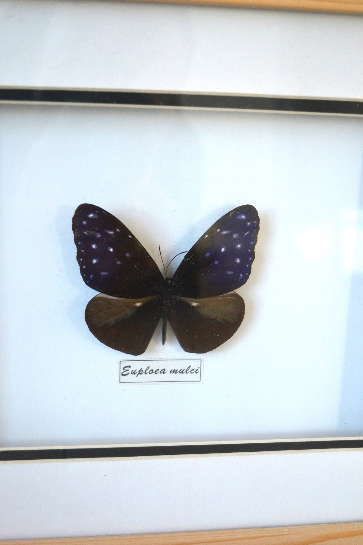 Cadre Papillon