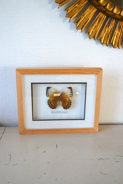 Cadre Papillon