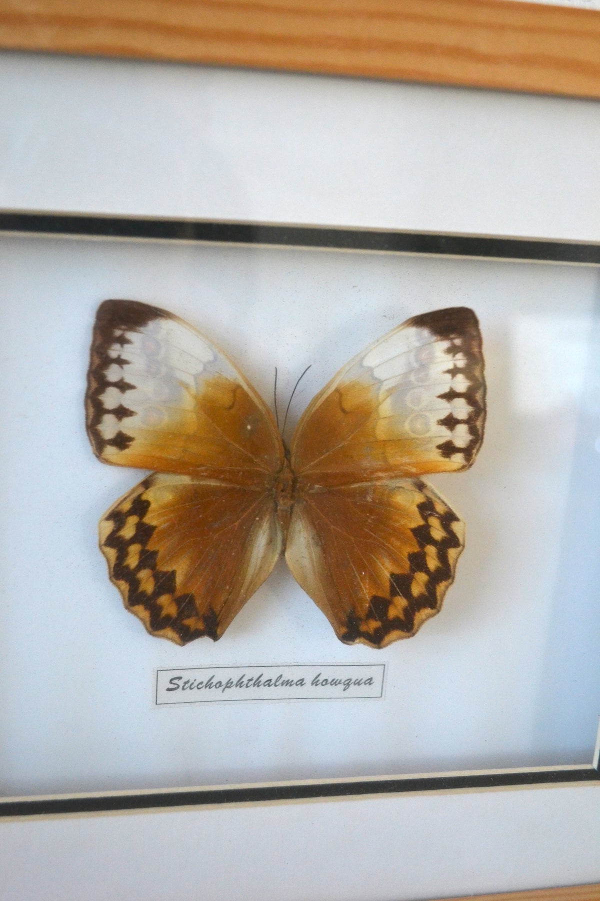 Cadre Papillon