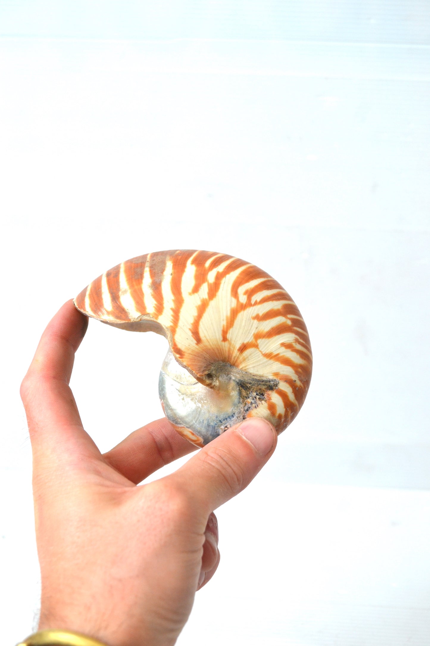 Coquillage Nautilus