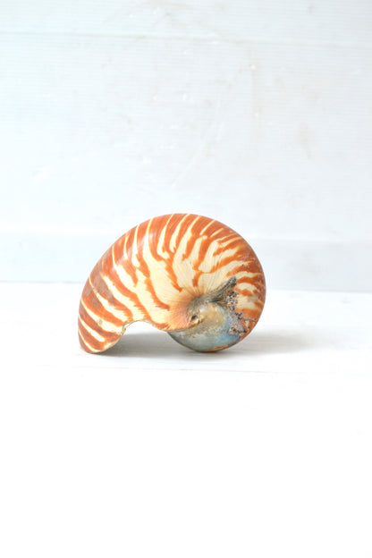 Coquillage Nautilus